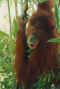 Orangutan2.jpg (58912 bytes)