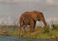 Elephant.jpg (39227 bytes)